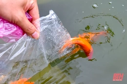 Người dân thả cá tiễn “ông Công ông Táo”
