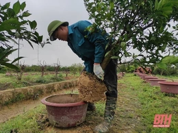 Cam, quất cảnh vào vụ mới