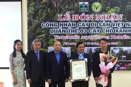 Công nhận 3 cây chò xanh ở Khu BTTN Pù Luông là cây di sản