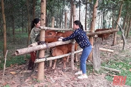 Đẩy mạnh tiêm phòng vắc xin cho gia súc, gia cầm