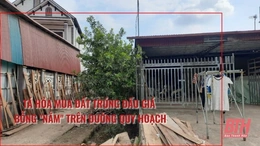 Xã Thuận Minh, huyện Thọ Xuân:   Tá hỏa mua đất trúng đấu giá bỗng “nằm” trên đường quy hoạch