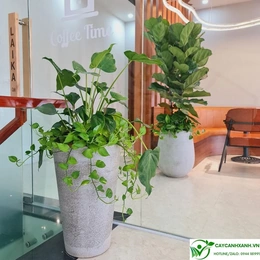Cây Cảnh Xanh :  Chậu cây cảnh giá rẻ chất lượng tại Hà Nội