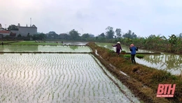 Huyện Hoằng Hóa phấn đấu gieo cấy 6.090 ha lúa vụ chiêm xuân