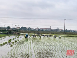 Nông dân Thiệu Hóa khẩn trương xuống đồng gieo cấy sau Tết Nguyên đán