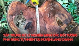Tập trung xử lý nghiêm các đối tượng phá rừng tự nhiên tại huyện Lang Chánh