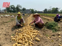 Cầu nối để nông dân liên kết sản xuất