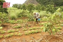 Hiệu quả từ nguồn vốn chính sách ở Thạch Thành