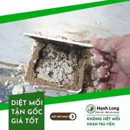 Cách phát hiện tổ mối trong nhà và biện pháp xử lý hiệu quả