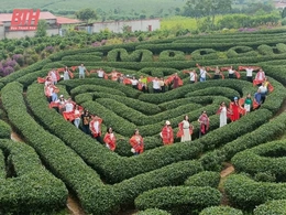 Khảo sát điểm đến, dịch vụ du lịch trên địa bàn Mộc Châu