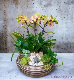 20/10 nên tặng hoa gì? Ý nghĩa loài hoa Lan Hồ Điệp
