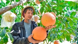 Bưởi đỏ tiến vua - một sản vật quý của xứ Thanh