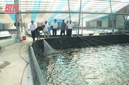Nuôi tôm “siêu thâm canh” trên bãi lầy sông Cung
