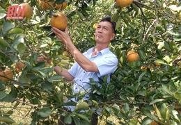 Làm giàu từ mô hình kinh tế VAC