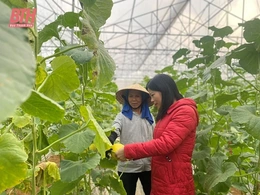 Hiệu quả từ phong trào “Nông dân thi đua sản xuất, kinh doanh giỏi”