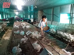 Quảng Xương tập trung tái đàn gia súc, gia cầm sau tết