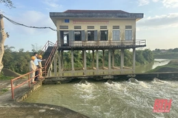 Chủ động phục vụ nước tưới và chống hạn cây trồng vụ chiêm - xuân 