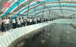 Ứng dụng khoa học - công nghệ trong sản xuất nông nghiệp tại Hoằng Hóa