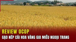 [REVIEW OCOP] Gạo nếp cái hoa vàng Gia Miêu Ngoại Trang