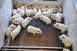 Nhật Bản cấy ghép thành công mô thận cho thai nhi chuột