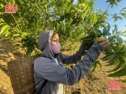 Mùa thu hoạch đào ở Lốc Há