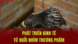 Phát triển kinh tế từ nuôi nhím thương phẩm
