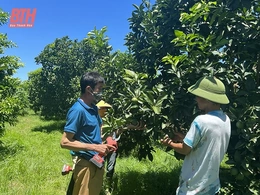 Nâng tầm sản phẩm nông nghiệp chủ lực