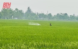 Tập trung thực hiện các biện pháp bảo vệ lúa vụ xuân