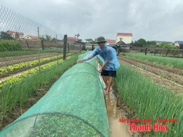 Tập trung bảo vệ cây trồng trước, trong và sau bão số 3