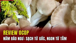 [REVIEW OCOP] Nấm bào ngư: Sạch từ gốc, ngon từ tâm