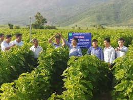 Top 5 cây trồng mang lại giá trị kinh tế cao tại tỉnh Khánh Hòa