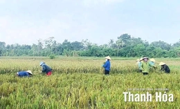 Xã Nông Cống thu hoạch 100% diện tích lúa mùa trước bão số 10