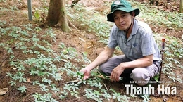 Mô hình trồng cây dược liệu quý dưới tán rừng