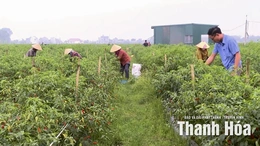Phường Nam Sầm Sơn hướng tới nông nghiệp công nghệ cao gắn với du lịch