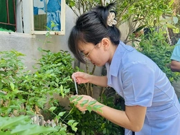 Tăng cường phòng bệnh sốt xuất huyết