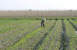Đẩy nhanh tiến độ gieo trồng vụ đông