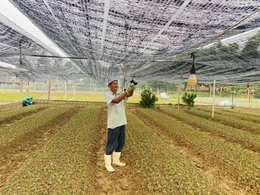 Làng hoa, cây cảnh “tái khởi động” sản xuất vụ tết