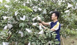 Phát triển nông nghiệp theo hướng sản xuất hàng hóa, nâng tiêu chí thu nhập trong XDNTM