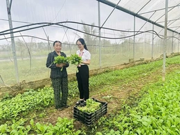 Bền bỉ đưa chính sách tín dụng ưu đãi đến khu vực nông thôn