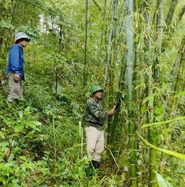 Tam Thanh bảo vệ rừng gắn với phát triển vùng luồng, vầu thâm canh