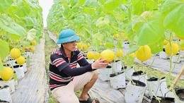 Bước ngoặt từ đồng lúa nghèo sang sản xuất nông nghiệp công nghệ cao