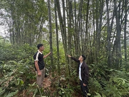 Quý Lương bảo vệ rừng và nâng cao hiệu quả kinh tế lâm nghiệp