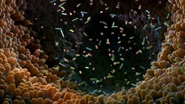 Nhà nghiên cứu Việt dùng AI giải mã “ngôn ngữ” vi khuẩn đường ruột