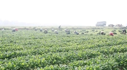 “Đòn bẩy” để HTX nông nghiệp phát triển bền vững