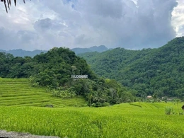 Phát triển kinh tế xanh gắn với nâng cao thu nhập của người dân