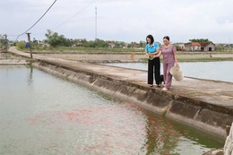 Tiên phong, kiên trì với nghề nuôi cá giống