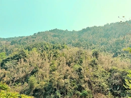 Chồi xanh từ rừng