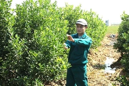 “Gieo mầm” đổi mới trên đất quê hương