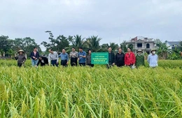 Hà Long nỗ lực “gắn sao” sản phẩm OCOP