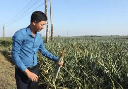 Hàng trăm ha dứa bất ngờ nhiễm bệnh và chết trụi