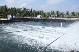 Sức hút từ “Vườn đẹp, trang trại hiệu quả”